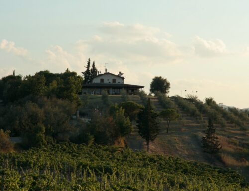 Bianco delle Volture dell’Azienda Agricola Fiorentini Vini