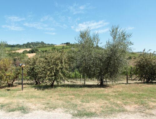 Il “Piuttosto” Trebbiano dell’Azienda Agricola Tre Monti